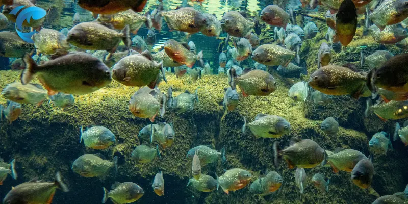 Piranha
