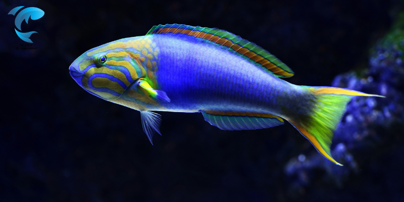 Rainbowfish