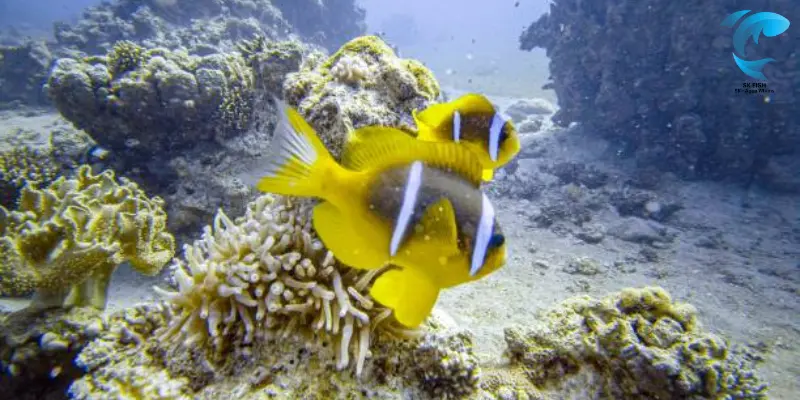 red sea clownfish