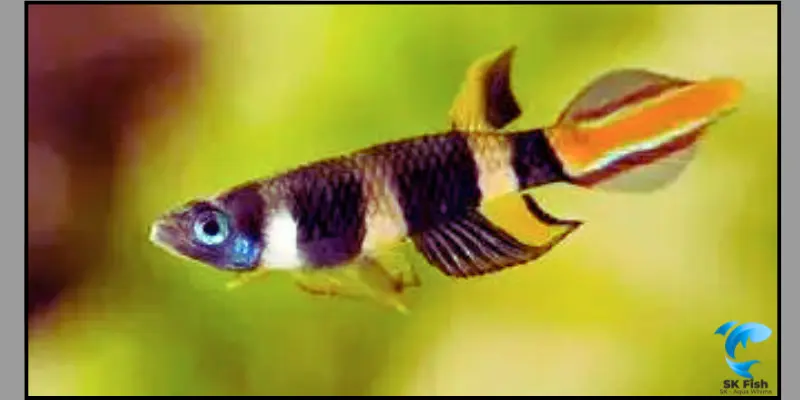 rocket killifish