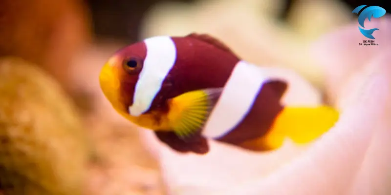 royal clownfish