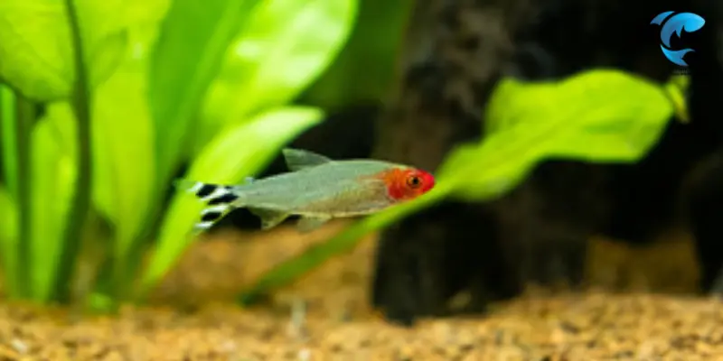 rummy nose tetra