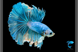 Betta Halfmoon Siamese Fighting Fish | Types, Care & More 