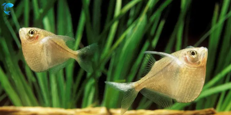 Silver Hatchetfish