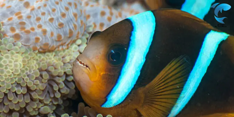 silverstripe clownfish