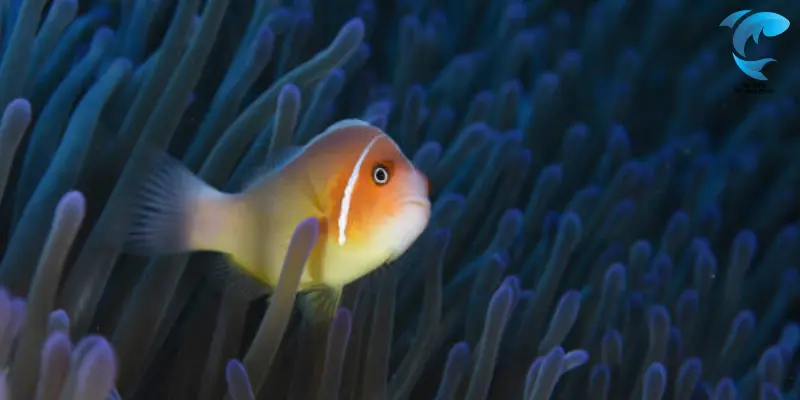 skunk clownfish