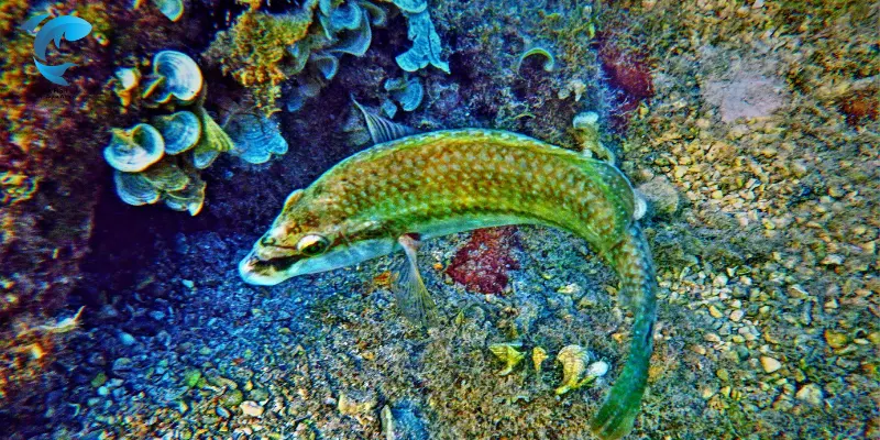 Snakehead Fish