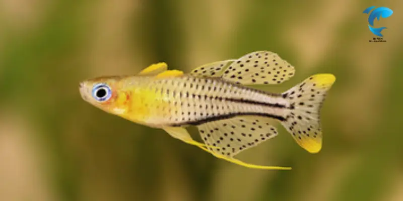 Spotted Blue Eye Rainbowfish