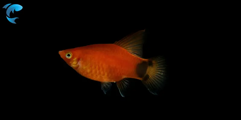 Swordtails