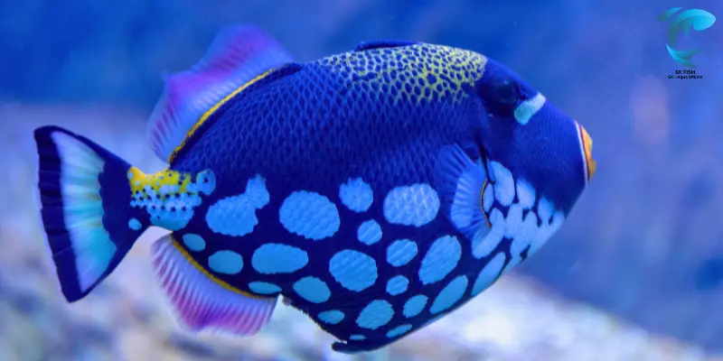 triggerfish