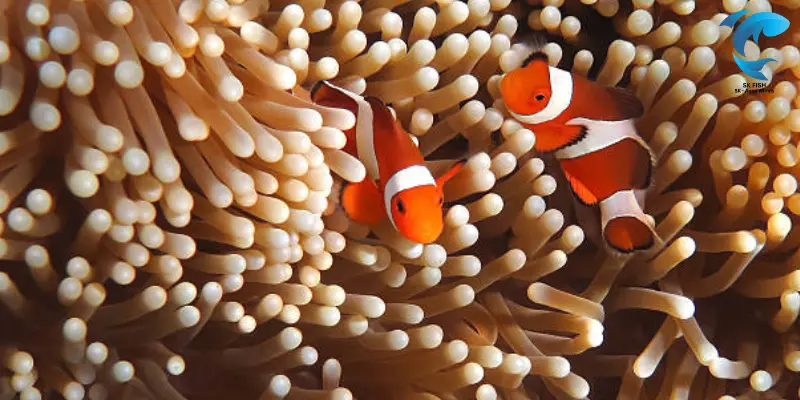 true percula clownfish