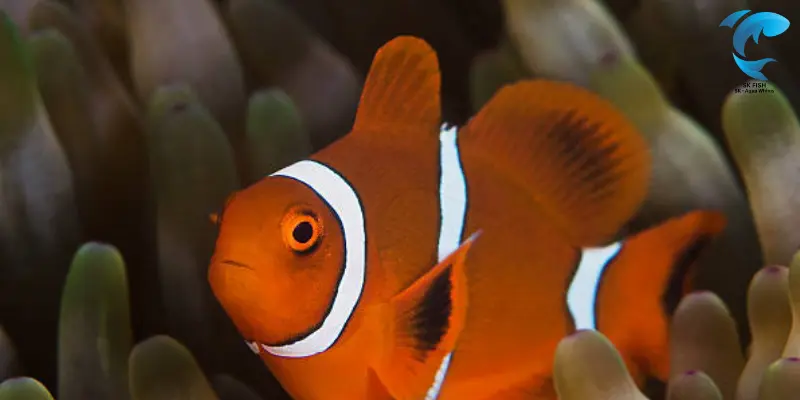 white stripe maroon clownfish