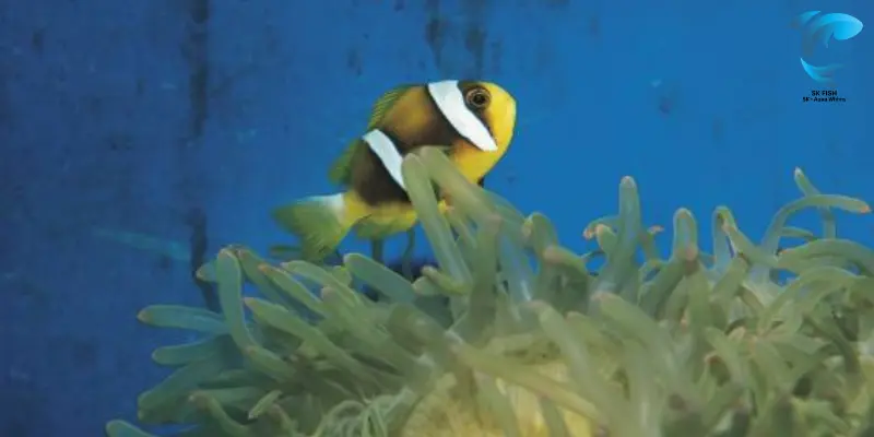 yellowtail clownfish