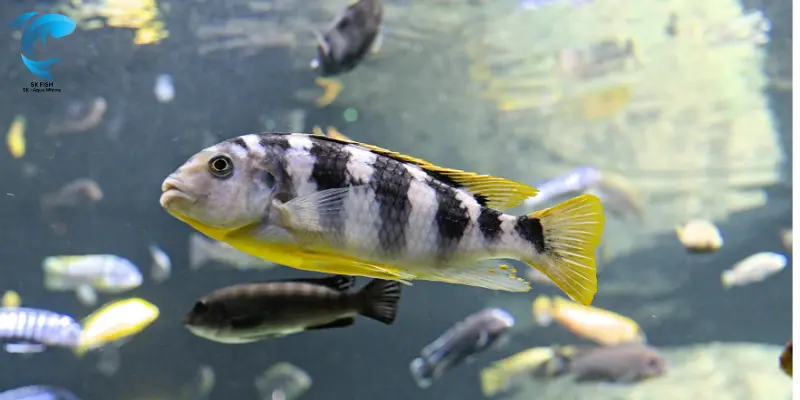 Zebra Danios