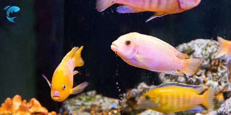 african cichlid water temperature