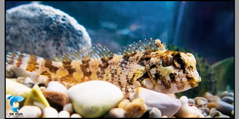 algae blenny