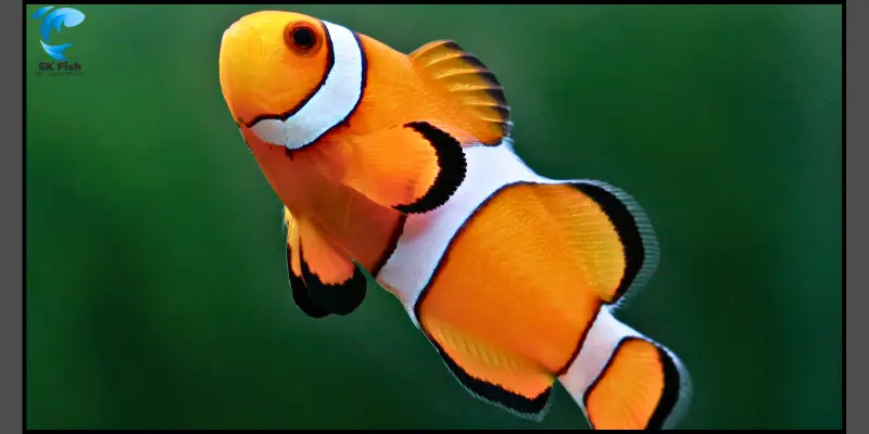 anemone fish