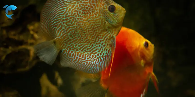 angel fish tank mates