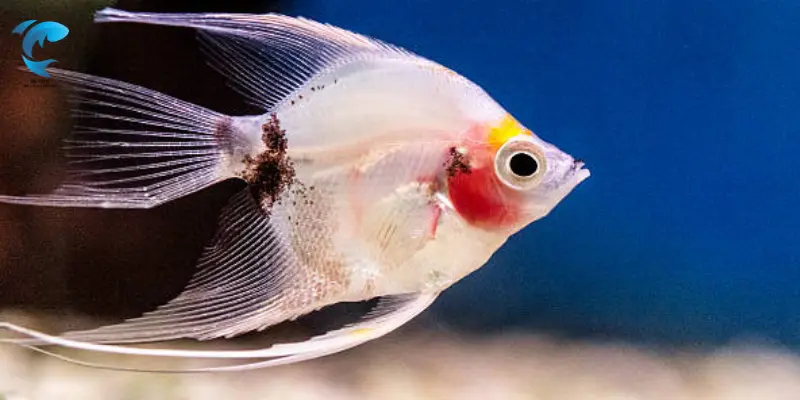 angelfish care