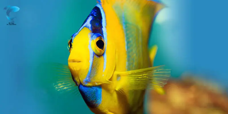 angelfish diseases and treatments