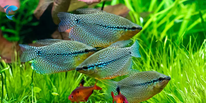 angelfish tank mates for 30 gallon aquarium