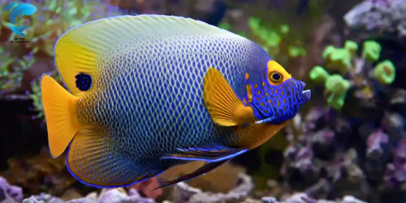 angelfish