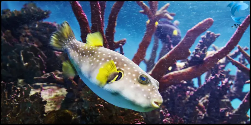 aquarium pufferfish