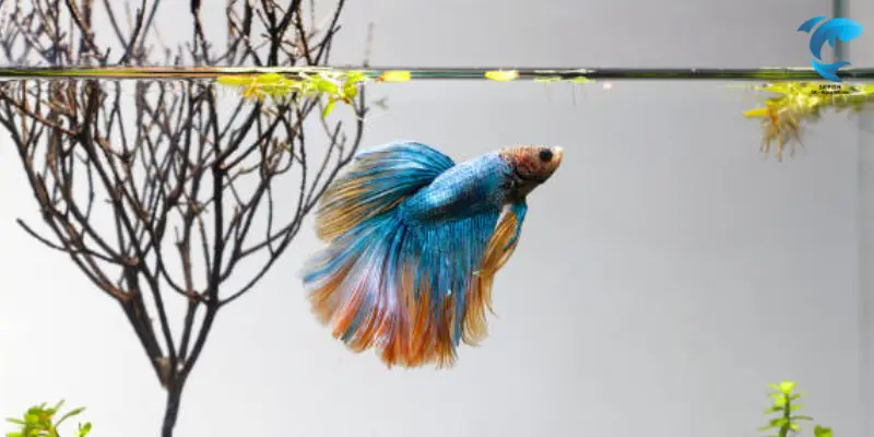 aquarium setup for betta