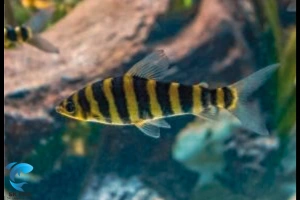 Tiger Knife Fish | Complete Aquarist’s Guide to Keeping Them