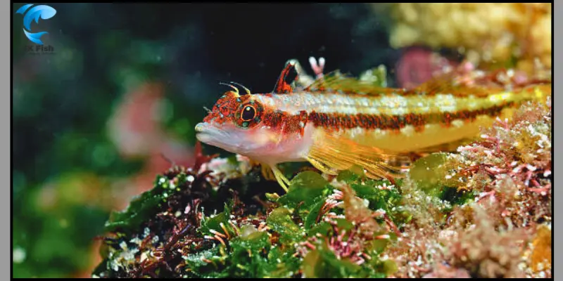 barnacle blenny