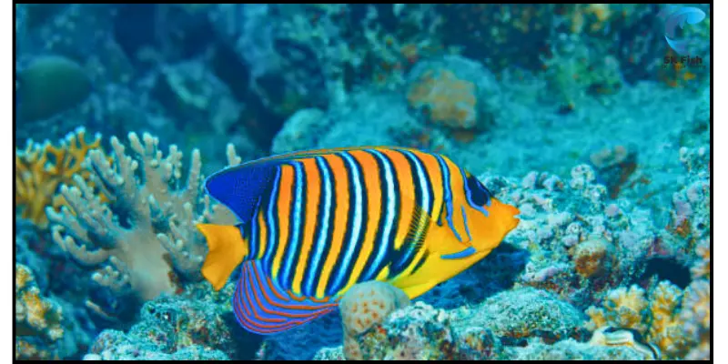 barred angelfish