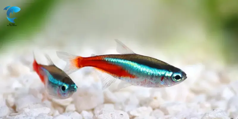 best aquarium fish for beginners