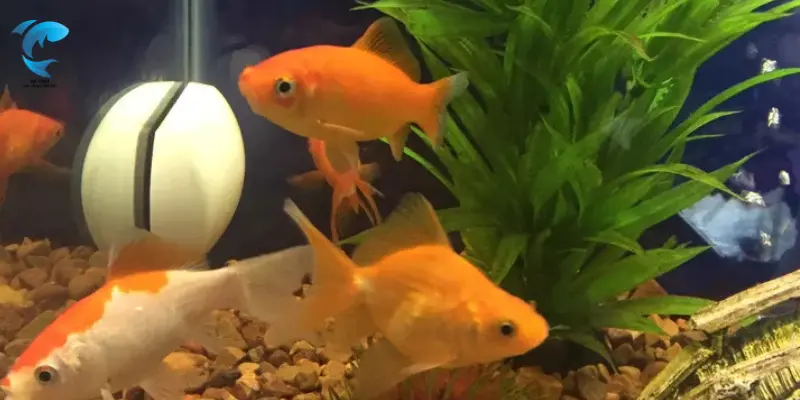 best freshwater fish for beginners