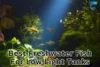 The 7 Best Freshwater Fish for Low Light Tanks [Hassle-Free Setup and Maintenance] - Post Thumbnail