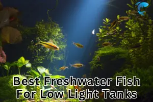 The 7 Best Freshwater Fish for Low Light Tanks [Hassle-Free Setup and Maintenance]