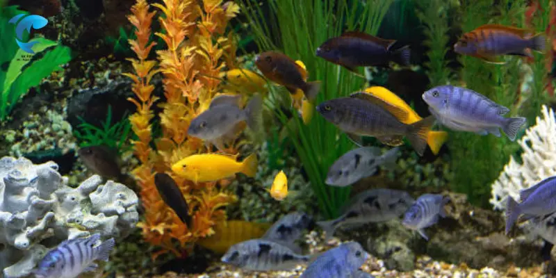 best temperature for african cichlids