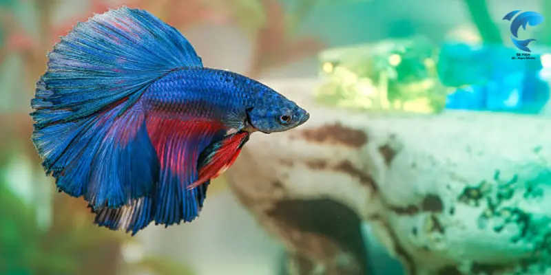 betta fish