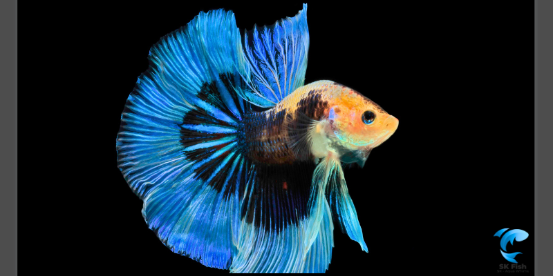 betta fish blue