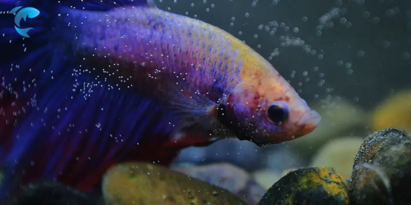 betta fish care