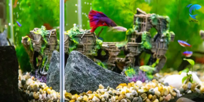 betta fish tank setup
