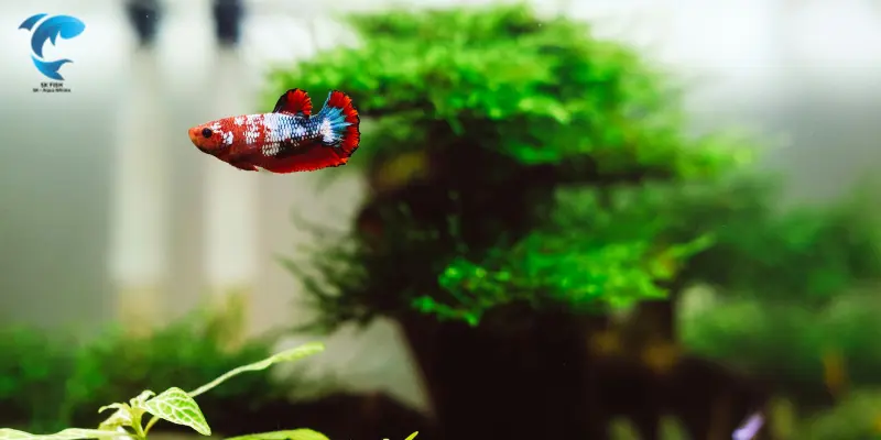 betta fish tank
