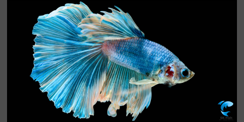 betta fish