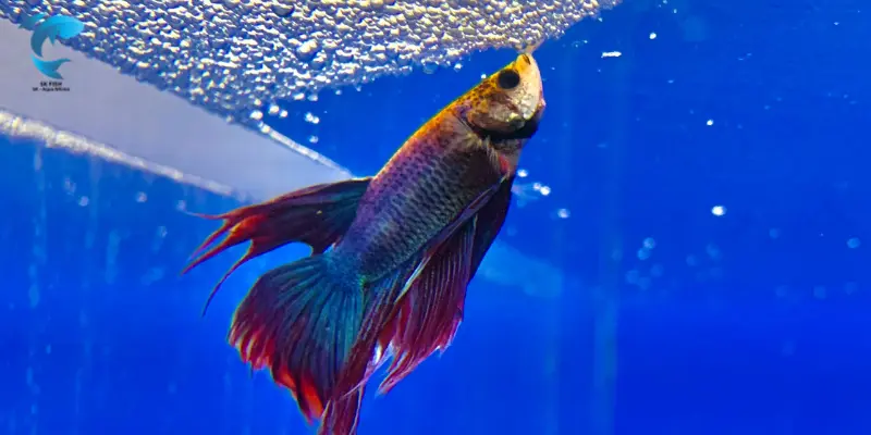 betta fish