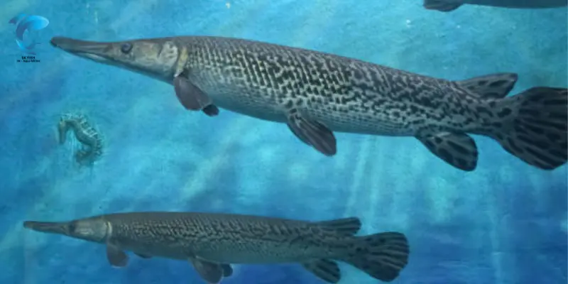 biggest freshwater fish in USA