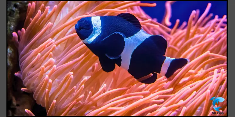 black clownfish