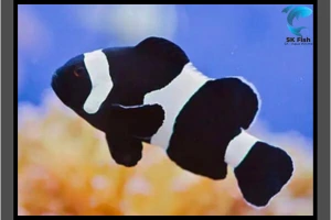 Black Clownfish | A Complete Guide to Keeping Clown