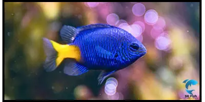 Yellowtail Blue Damselfish: The Ultimate Aquarium Care Guide