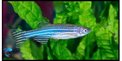 Danio Kerri | Ultimate Care Guide and Tank Decor Ideas 