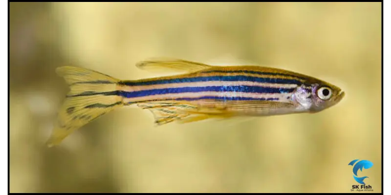 blue danios