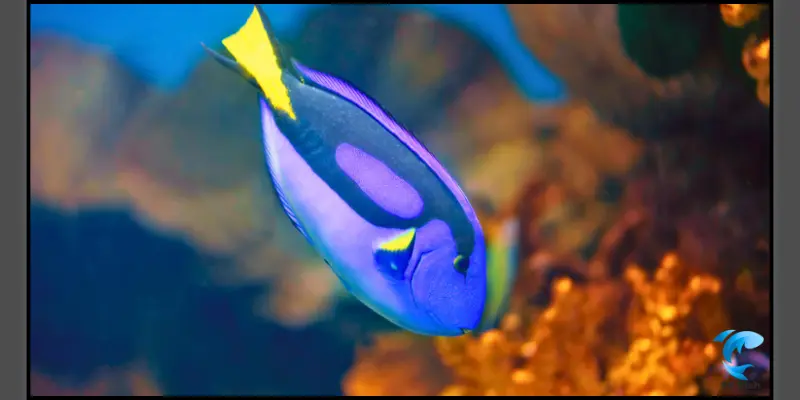 blue tang